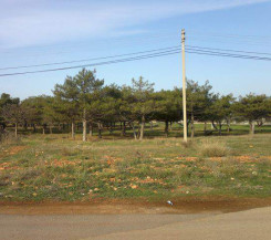 10 соток ИЖС в сосняке у моря! СРОЧНО!