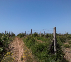 Два участка в районе элитных земель сельскохозяйственного назначения