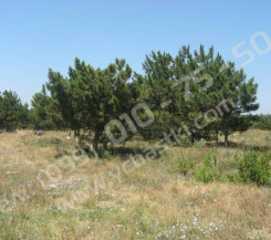 Участок на 5км ул. Арефьева ЖСТИЗ «Лесная поляна», 7 соток